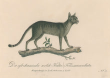 Load image into Gallery viewer, Büchner, J.L. [African Wild Cat]
