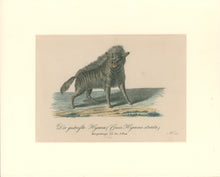 Load image into Gallery viewer, Büchner, J.L. [Striped Hyena]
