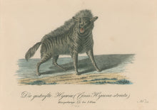 Load image into Gallery viewer, Büchner, J.L. [Striped Hyena]
