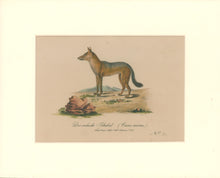 Load image into Gallery viewer, Büchner, J.L. [Indian Jackal]
