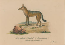 Load image into Gallery viewer, Büchner, J.L. [Indian Jackal]
