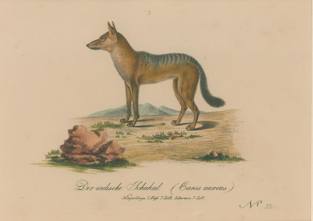 Büchner, J.L. [Indian Jackal]