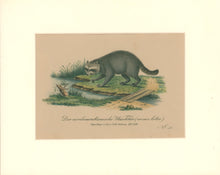 Load image into Gallery viewer, Büchner, J.L. [Raccoon]
