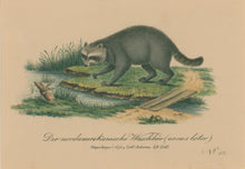 Load image into Gallery viewer, Büchner, J.L. [Raccoon]
