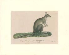 Load image into Gallery viewer, Büchner, J.L. [Macropus]
