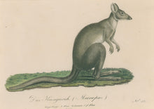 Load image into Gallery viewer, Büchner, J.L. [Macropus]

