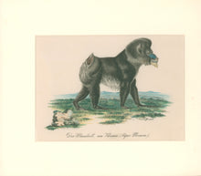 Load image into Gallery viewer, Büchner, J.L. [Baboon]
