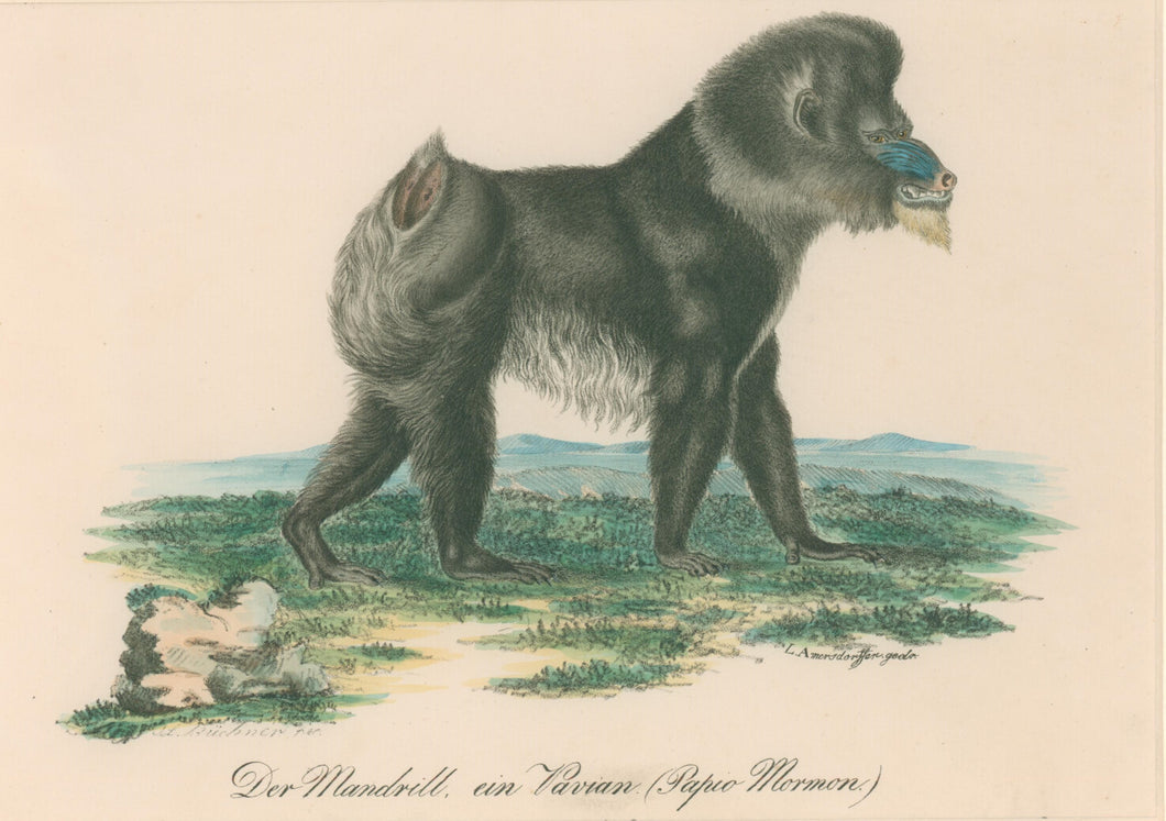 Büchner, J.L. [Baboon]