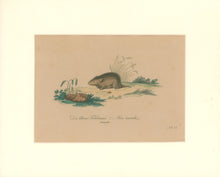 Load image into Gallery viewer, Büchner, J.L. [Little Field Mouse]
