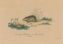 Load image into Gallery viewer, Büchner, J.L. [Little Field Mouse]
