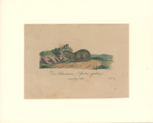 Load image into Gallery viewer, Büchner, J.L. [Blind Mole Rat]
