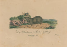 Load image into Gallery viewer, Büchner, J.L. [Blind Mole Rat]
