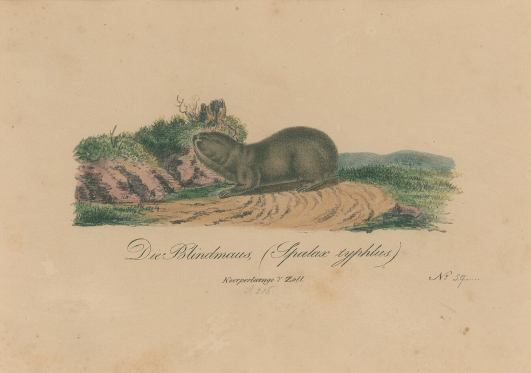 Büchner, J.L. [Blind Mole Rat]