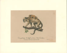 Load image into Gallery viewer, Büchner, J.L. [Monkey]
