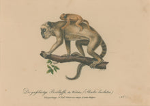 Load image into Gallery viewer, Büchner, J.L. [Monkey]
