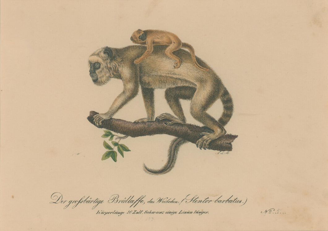 Büchner, J.L. [Monkey]