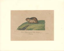 Load image into Gallery viewer, Büchner, J.L. [Lemming]
