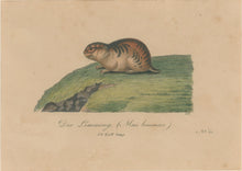 Load image into Gallery viewer, Büchner, J.L. [Lemming]
