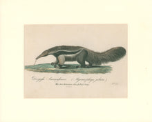 Load image into Gallery viewer, Büchner, J.L. [Ant Eater]
