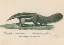 Load image into Gallery viewer, Büchner, J.L. [Ant Eater]
