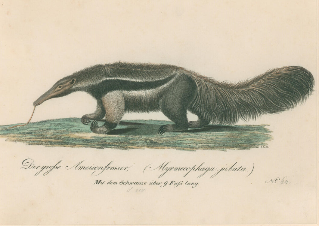 Büchner, J.L. [Ant Eater]