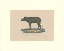 Load image into Gallery viewer, Büchner, J.L. [Babirusa]
