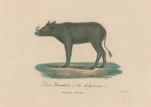 Load image into Gallery viewer, Büchner, J.L. [Babirusa]

