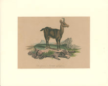 Load image into Gallery viewer, Büchner, J.L. [Chamois]
