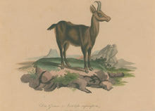 Load image into Gallery viewer, Büchner, J.L. [Chamois]
