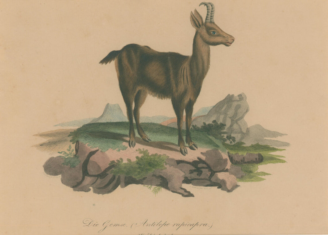 Büchner, J.L. [Chamois]