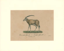 Load image into Gallery viewer, Büchner, J.L. [Gazelle]

