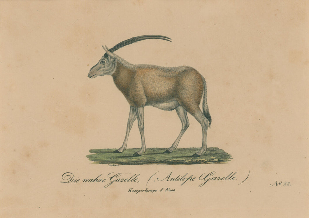 Büchner, J.L. [Gazelle]