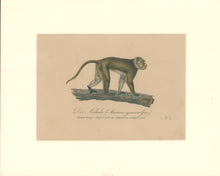 Load image into Gallery viewer, Büchner, J.L. [Crab Eating Macaque]
