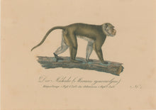 Load image into Gallery viewer, Büchner, J.L. [Crab Eating Macaque]
