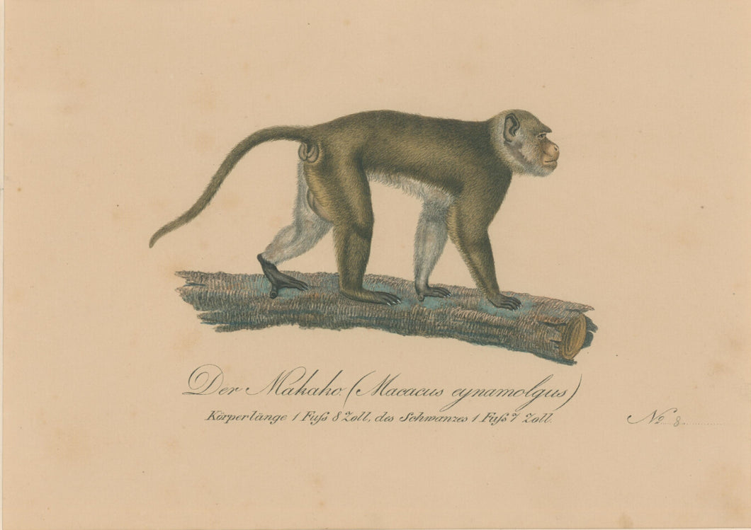 Büchner, J.L. [Crab Eating Macaque]