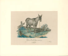Load image into Gallery viewer, Büchner, J.L. [Donkey]
