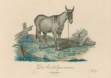 Load image into Gallery viewer, Büchner, J.L. [Donkey]
