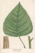 Load image into Gallery viewer, Michaux, Fracois Andre  "Plate 94- Carolinian Poplar"
