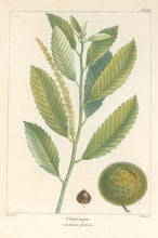 Load image into Gallery viewer, Michaux, Fracois Andre  "Plate 105- Chincapin"
