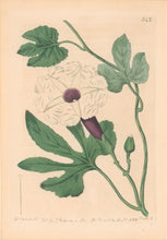 Load image into Gallery viewer, Edwards, Sydenham. Plate 342
