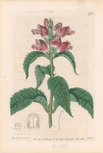 Load image into Gallery viewer, Edwards, Sydenham Plate 175
