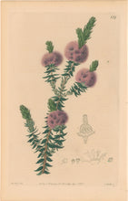 Load image into Gallery viewer, Edwards, Sydenham Plate 477
