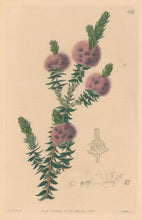 Load image into Gallery viewer, Edwards, Sydenham Plate 477
