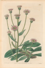 Load image into Gallery viewer, Edwards, Sydenham Plate 583
