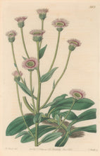 Load image into Gallery viewer, Edwards, Sydenham Plate 583
