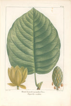 Load image into Gallery viewer, Michaux, Fracois Andre  "Plate 54- Heart Leaved Cucumber Tree"
