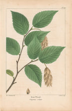 Load image into Gallery viewer, Michaux, Fracois Andre  "Plate 109- Iron Wood"
