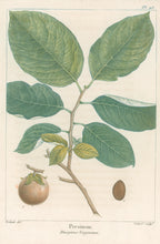 Load image into Gallery viewer, Michaux, Fracois Andre  "Plate 93- Persimon"
