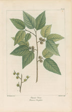 Load image into Gallery viewer, Michaux, Fracois Andre  "Plate 130- Planer Tree"
