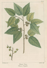 Load image into Gallery viewer, Michaux, Fracois Andre  "Plate 130- Planer Tree"
